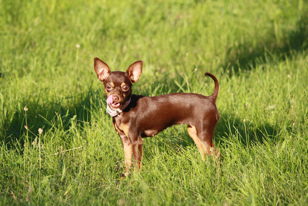 У той-терьеров встречаются болезни десен и зубов