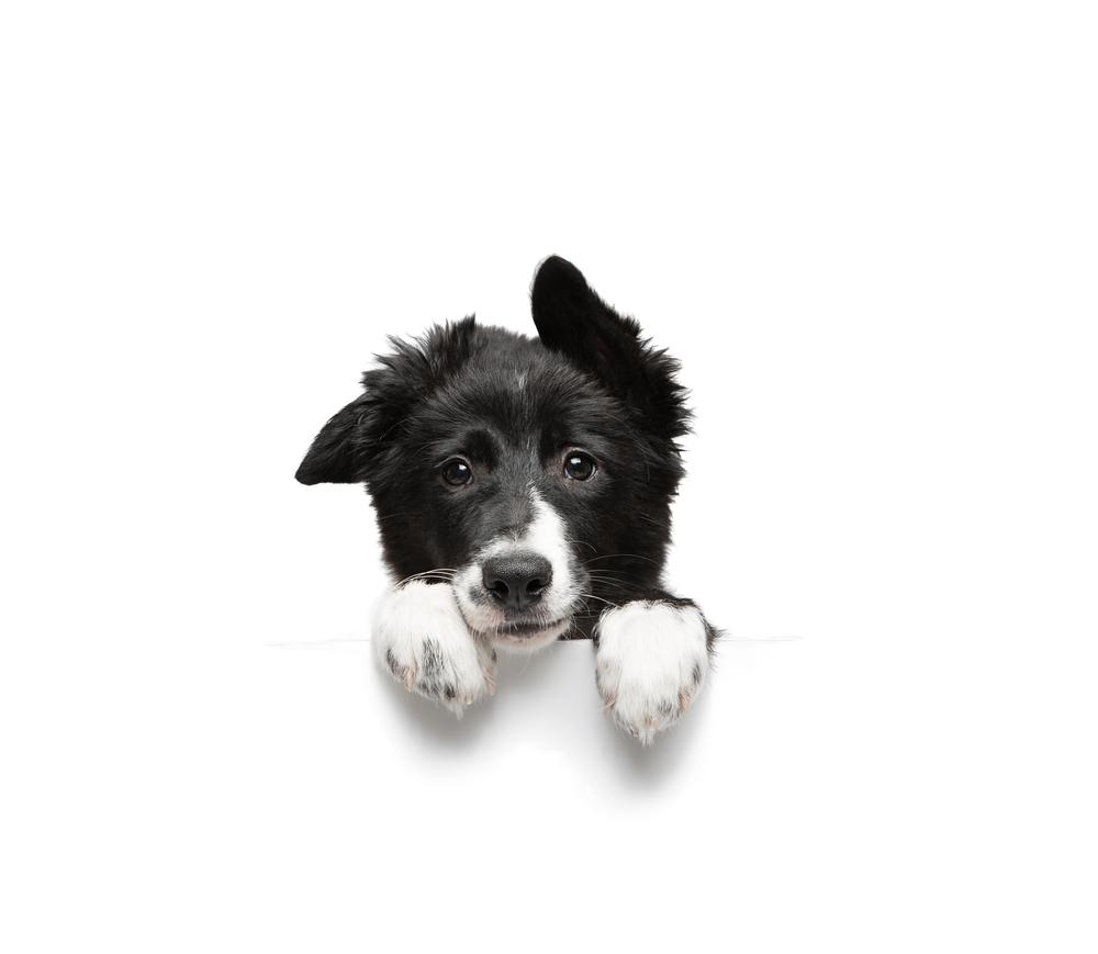 Что делать, если щенок перестал есть Что делать, если щенок перестал есть