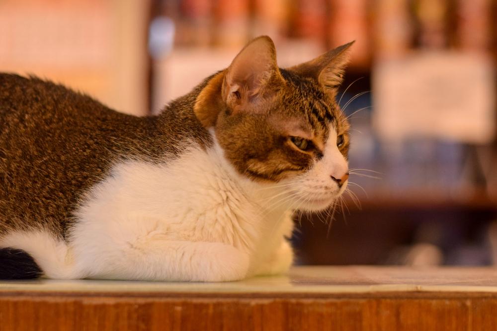 Здоровье кошек Ли Хуа