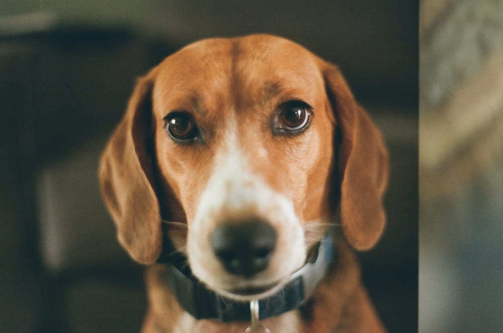 Какой характер у фоксхаунда?