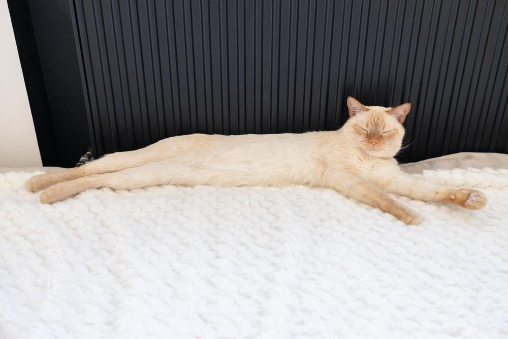 Что делать, если котенок не растет Что делать, если котенок не растет