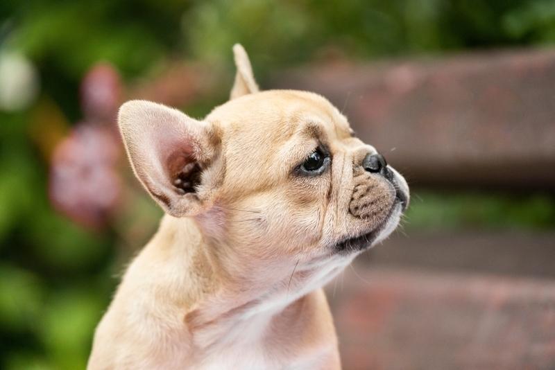 Бывает ли у людей аллергия на французских бульдогов?