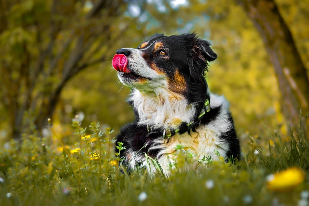 Когти бордер-колли нуждаются в уходе