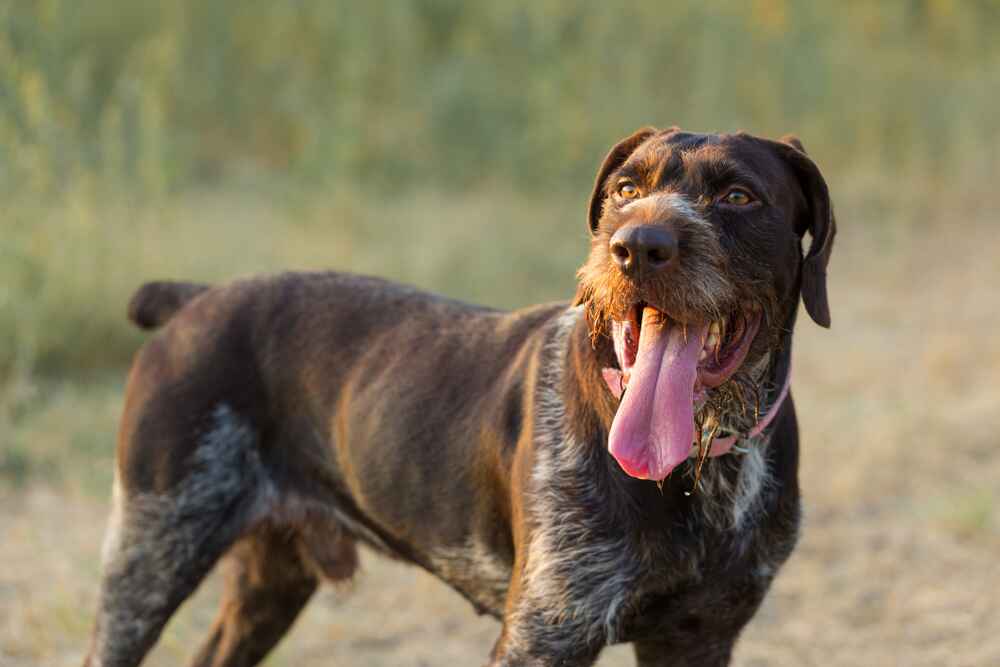 Физическая активность влияет на то, сколько живет дратхаар