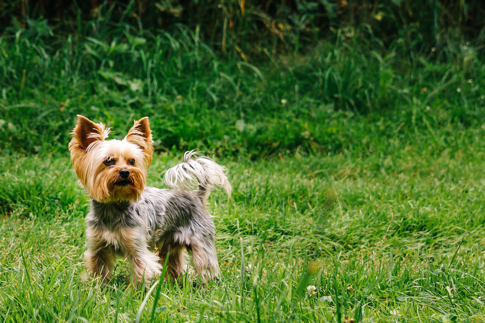 Вязка йоркширского терьера длится довольно долго