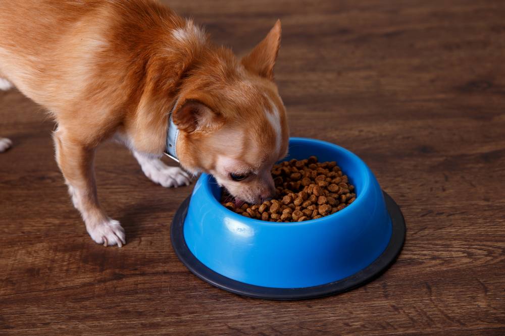 Собака не ест сухой корм, потому что ей не нравится запах и вкус