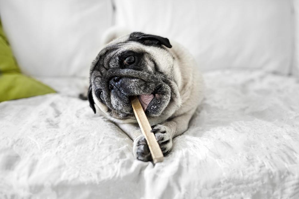 Кормление взрослого мопса