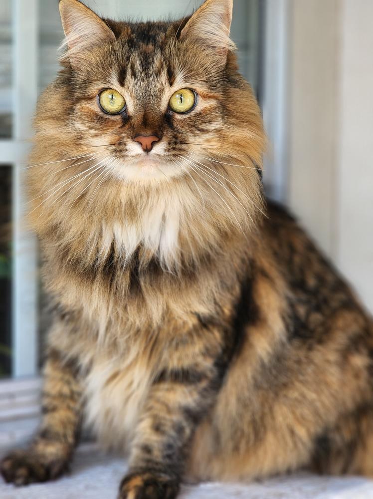 Характер американской длинношерстной кошки