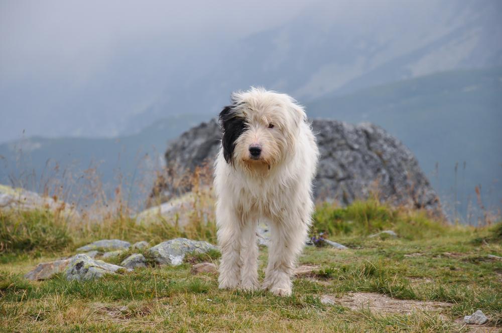 Характер румынской миоритской овчарки