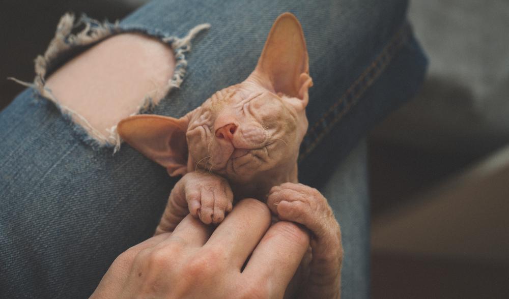 Сплошные окрасы сфинксов: красный Сплошные окрасы сфинксов: красный