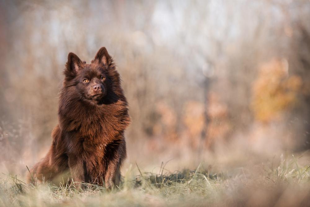 Все виды шпицев: гроссшпиц Все виды шпицев: гроссшпиц