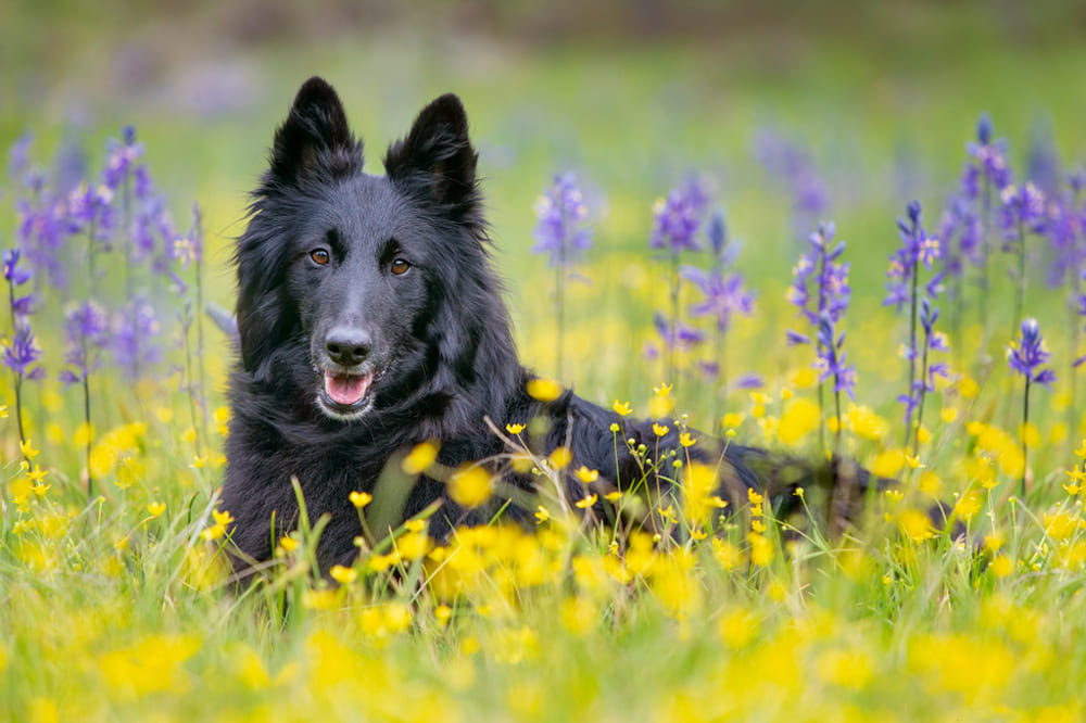 Собака породы грюнендаль нуждается в выгуле