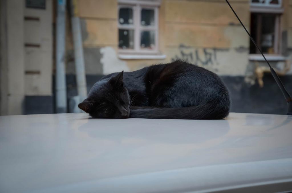 признаки лептоспироза у кошек