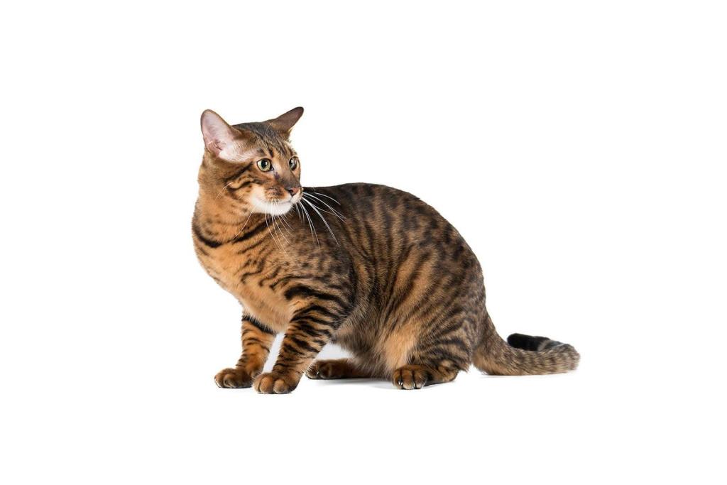 Гладкошерстные породы кошек: сококе Гладкошерстные породы кошек: сококе