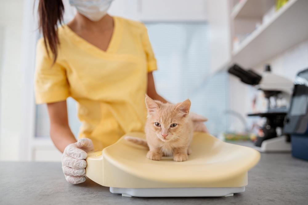 Сколько должен весить котенок в 9-12 месяцев 