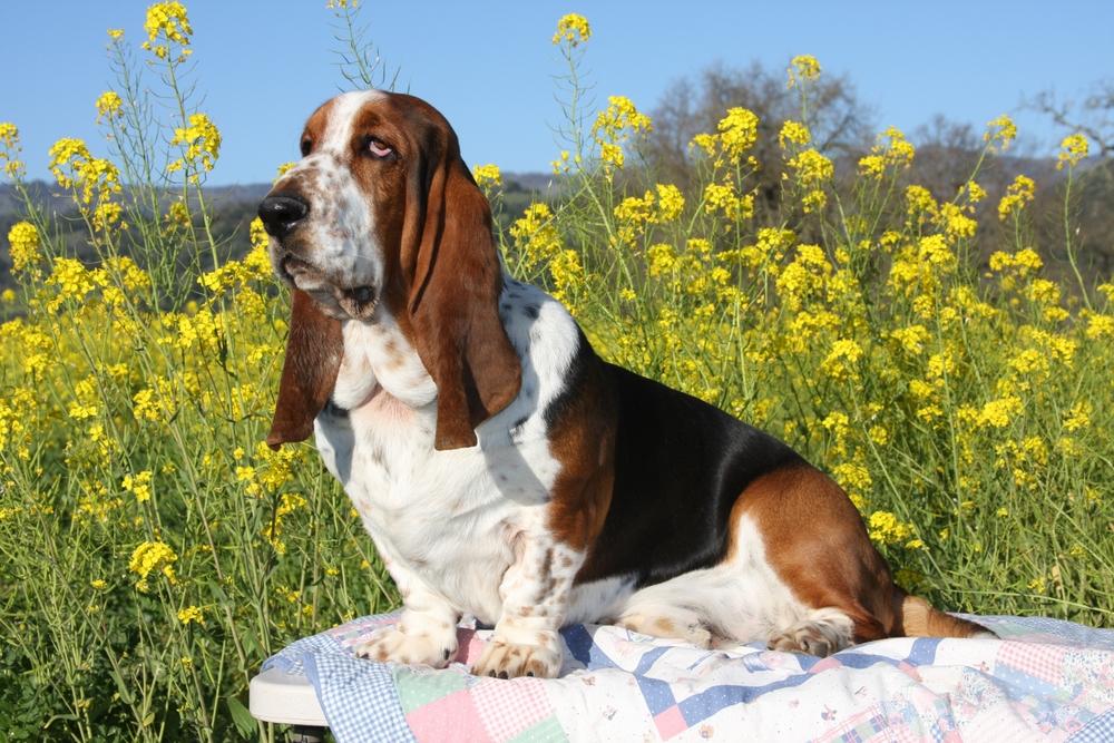 Охотничьи собаки с короткими лапами: бессет-хаунд