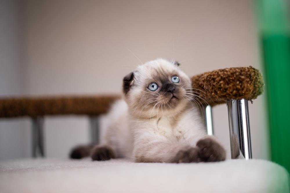 Окрасы колор-пойнт у шотландских кошек сил-пойнт