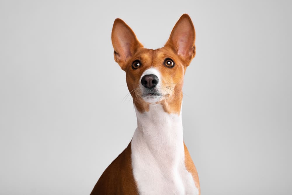 Рацион басенджи должен быть сбалансирован