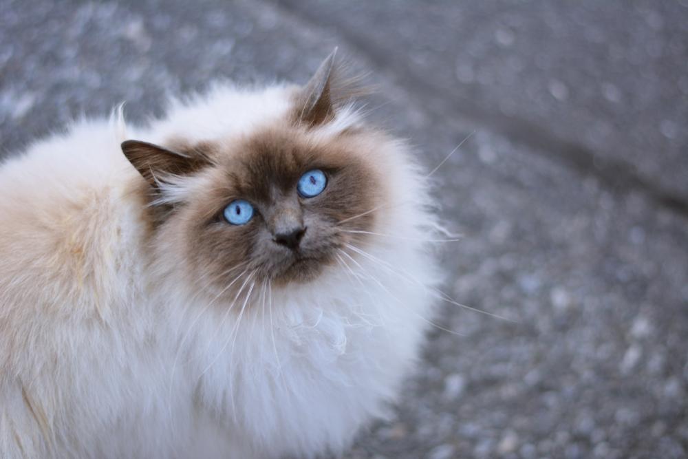 Ключевые факты о гималайской кошке