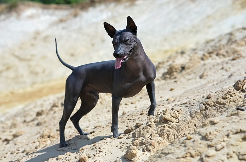 Это порода ксолоитцкуинтли