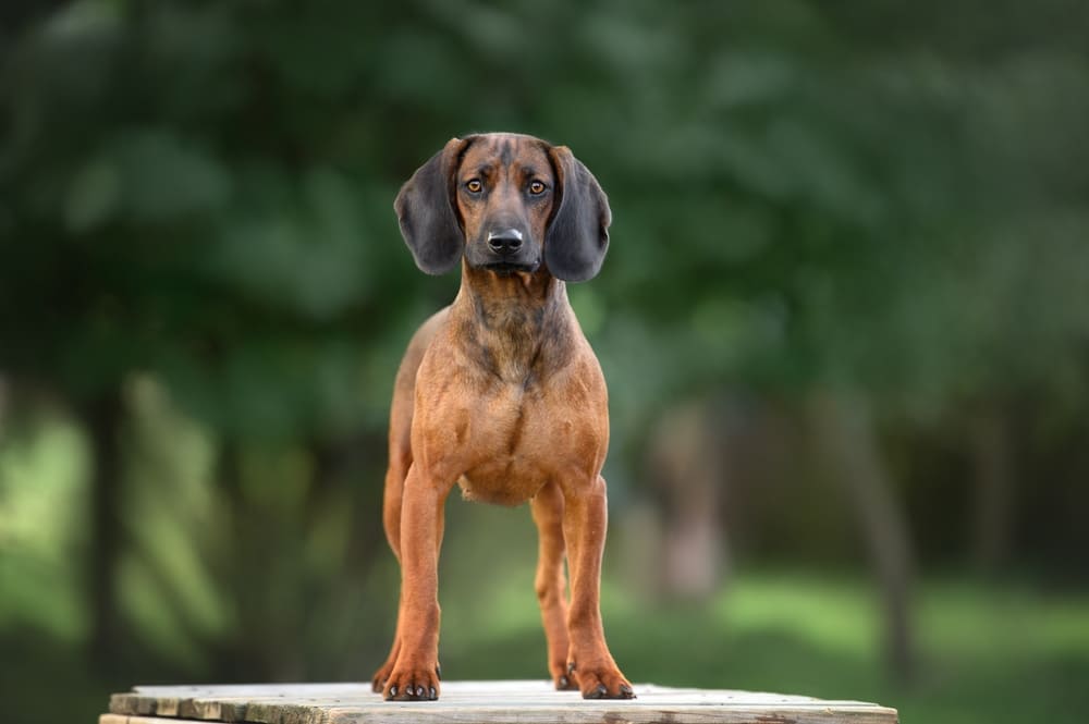 Социализация баварской горной гончей должна проходить своевременно