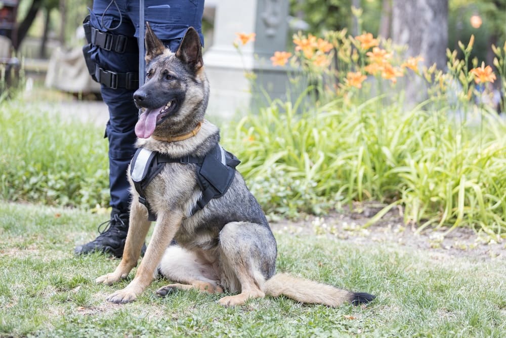 Нагрузки влияют на то, сколько живут немецкие овчарки