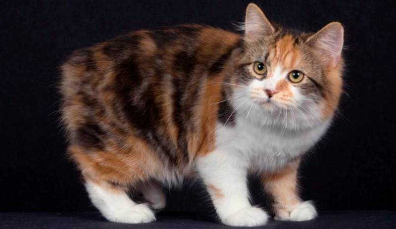 Самые неприхотливые породы кошек для частного дома: кимрик Самые неприхотливые породы кошек для частного дома: кимрик