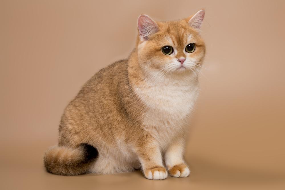 Самые необычные окрасы кошек с рисунком: золотой Самые необычные окрасы кошек с рисунком: золотой