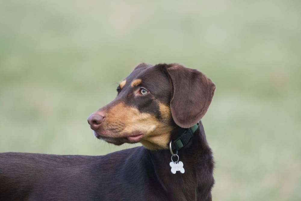 Владельцу важно следить, сколько длится беременность у добермана
