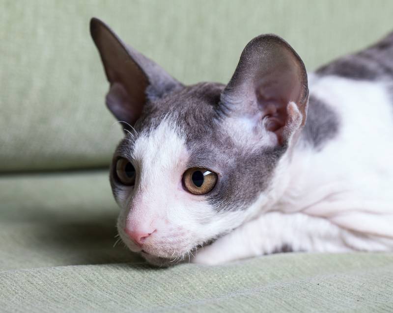 Породы с необычными ушами: рексы