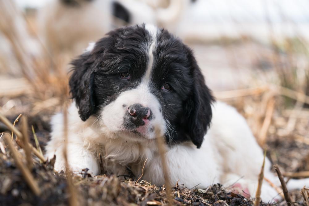 Здоровье и болезни ландсира