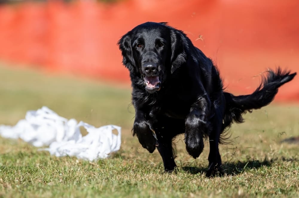 Прямошерстный ретривер считается дружелюбной собакой