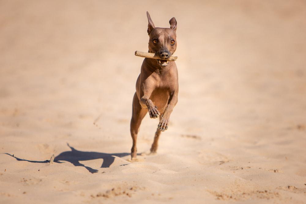 Воспитание и дрессировка американского голого терьера