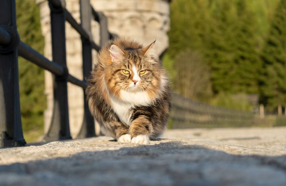 Важно следить, сколько весит взрослеющая сибирская кошка