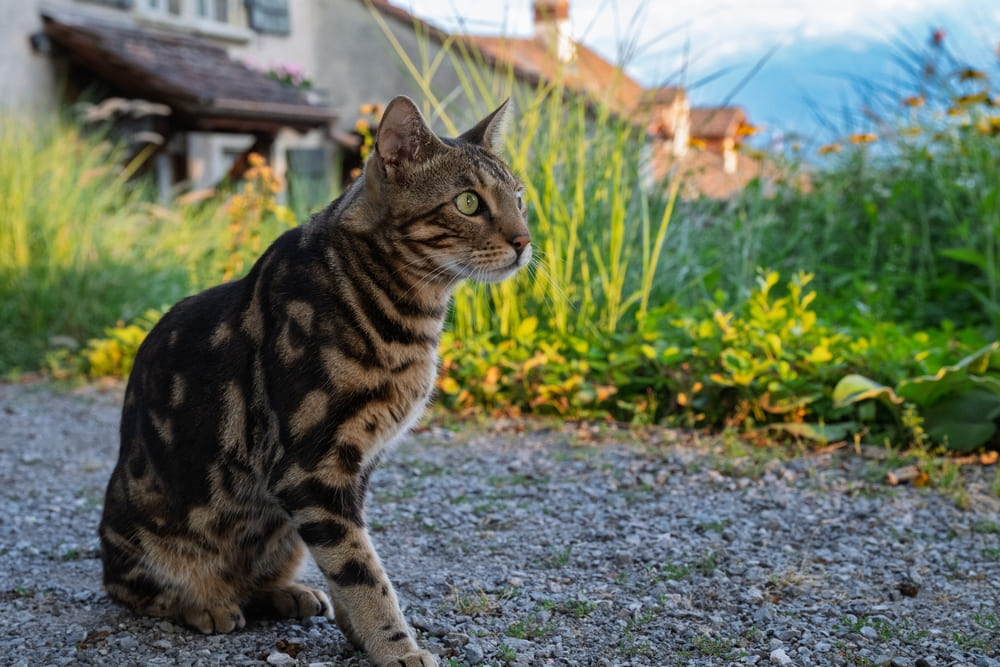 Течка у бенгальской кошки проходит в несколько стадий