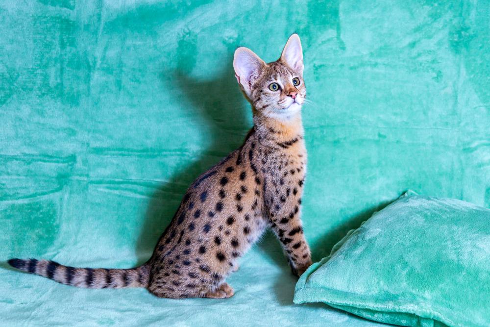 Как выбрать котенка саванны