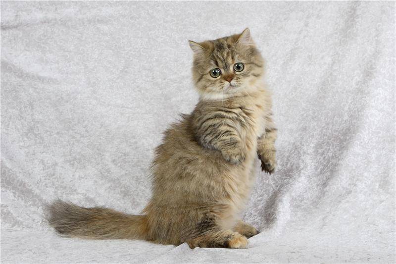 породы кошек из Америки: наполеон породы кошек из Америки: наполеон