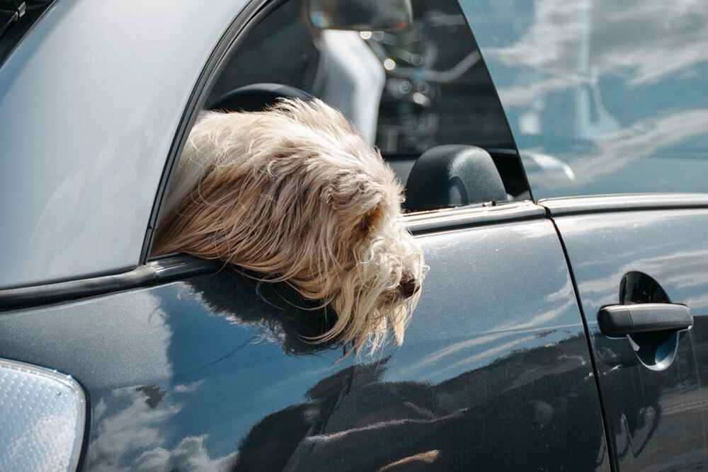 Шерсть бородатого колли нуждается в уходе