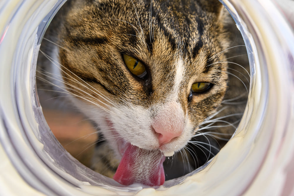 Важно знать, можно ли кошке сметану?