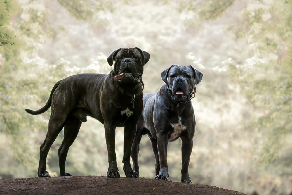 У кане-корсо могут возникать болезни, связанные с расстройствами ЖКТ