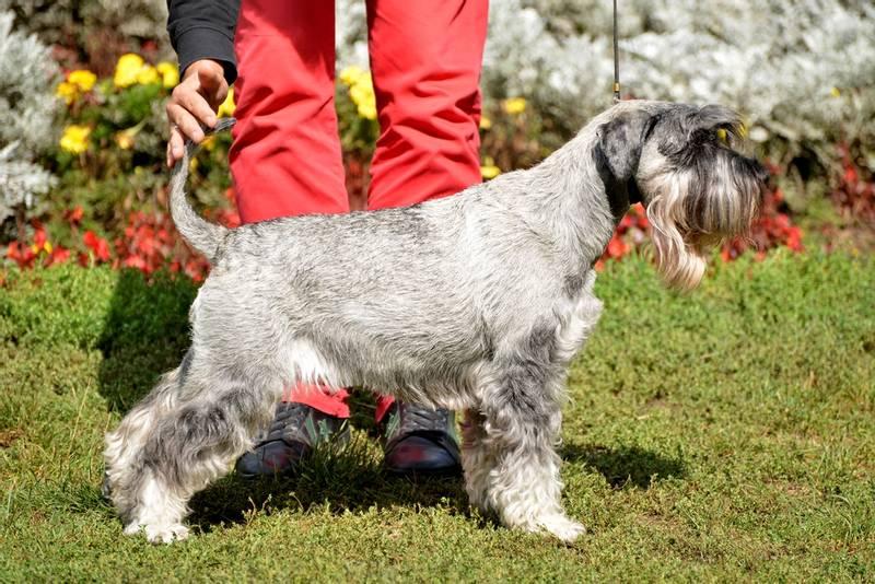 ТОП бородатых пород собак: миттельшнауцер