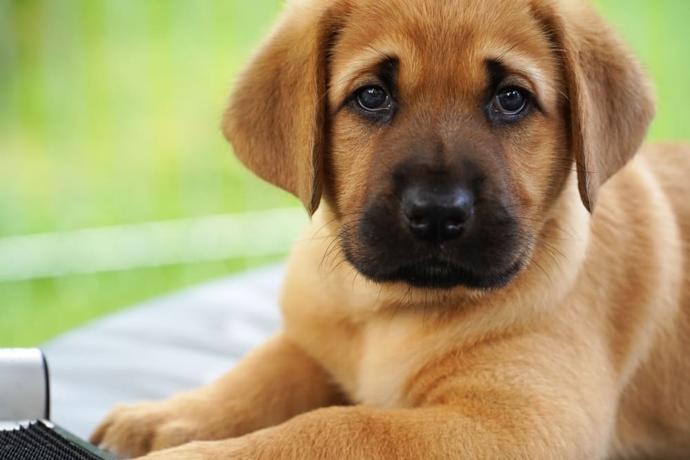 Уши брохольмера нужно очищать