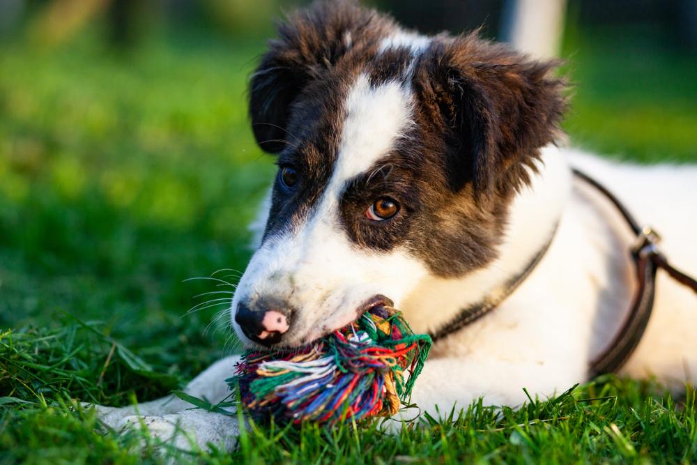 Советы по выбору щенка буковинской овчарки 