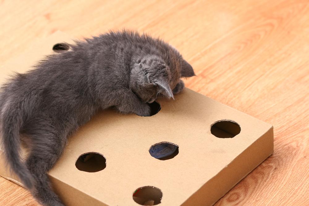 Самодельные игрушки для котят Самодельные игрушки для котят