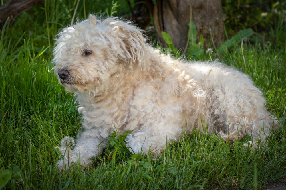 Собака пули нуждается в обработках от паразитов