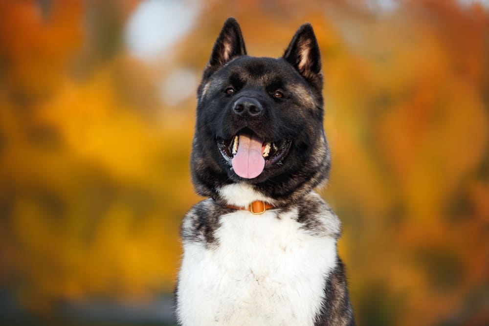 Владельцу необходимо знать, сколько живут американские акиты