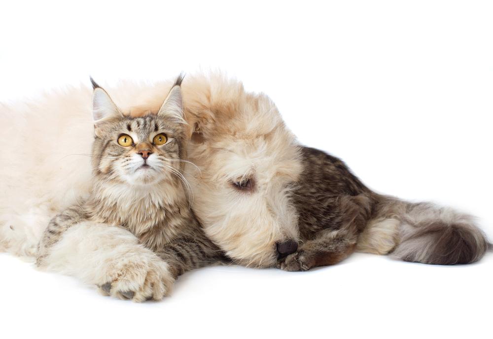 Характер южнорусской овчарки