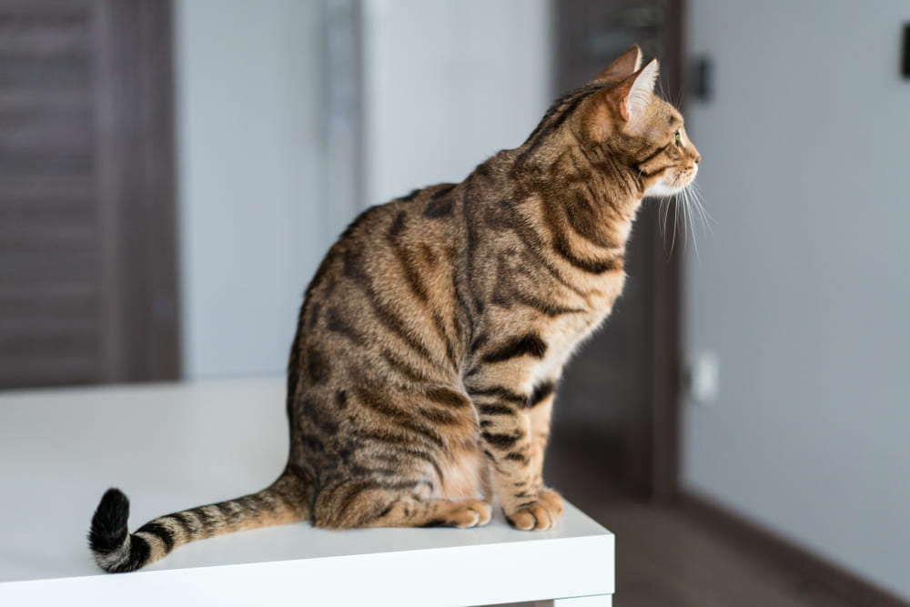 Первая течка у бенгальской кошки свидетельствует о половом созревании