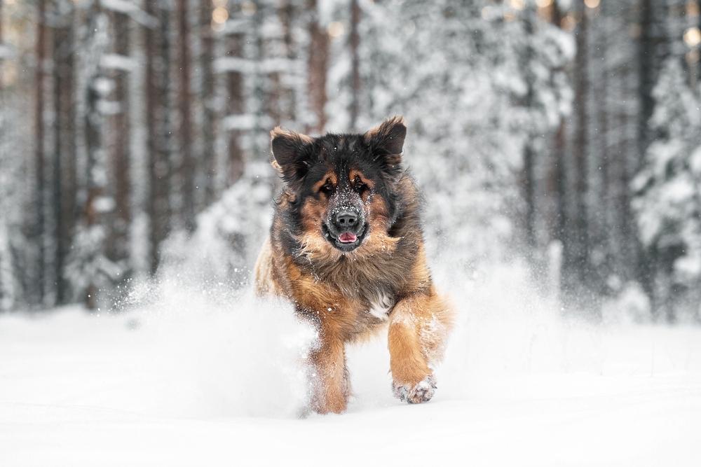 Варианты имен для собак-мальчиков крупных пород Варианты имен для собак-мальчиков крупных пород