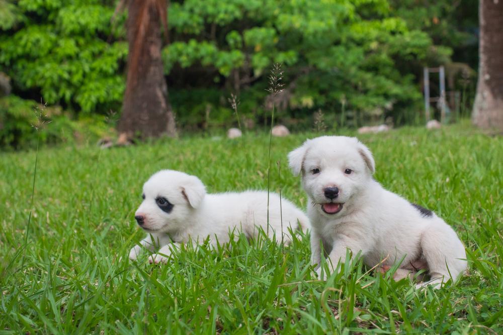 Советы по выбору щенка тайского бангку